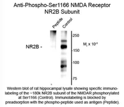 Western Blot: NMDAR2B [p Ser1166] Antibody [NBP2-29520]